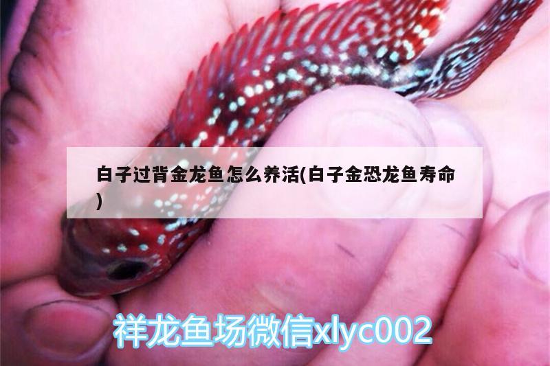 白子過背金龍魚怎么養(yǎng)活(白子金恐龍魚壽命)