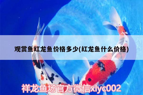 觀賞魚(yú)紅龍魚(yú)價(jià)格多少(紅龍魚(yú)什么價(jià)格)