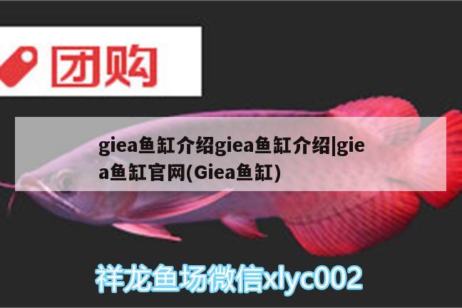 巢湖觀賞魚市場魚缸樓面承重問題 觀賞魚市場（混養(yǎng)魚） 第2張