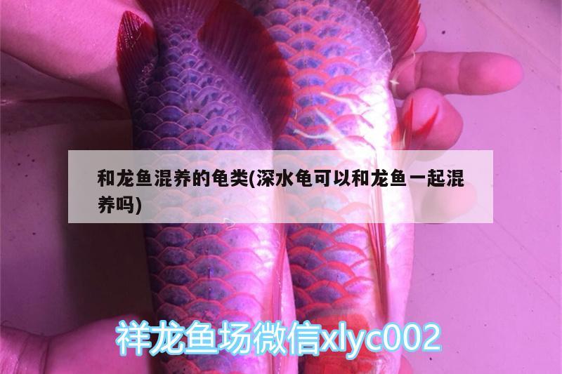 和龍魚混養(yǎng)的龜類(深水龜可以和龍魚一起混養(yǎng)嗎)