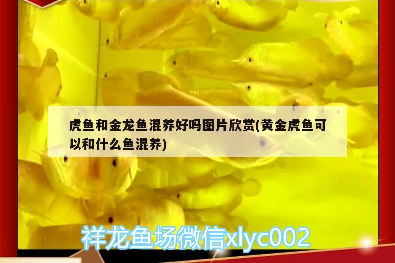 虎魚和金龍魚混養(yǎng)好嗎圖片欣賞(黃金虎魚可以和什么魚混養(yǎng))