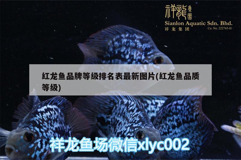 紅龍魚品牌等級排名表最新圖片(紅龍魚品質(zhì)等級)