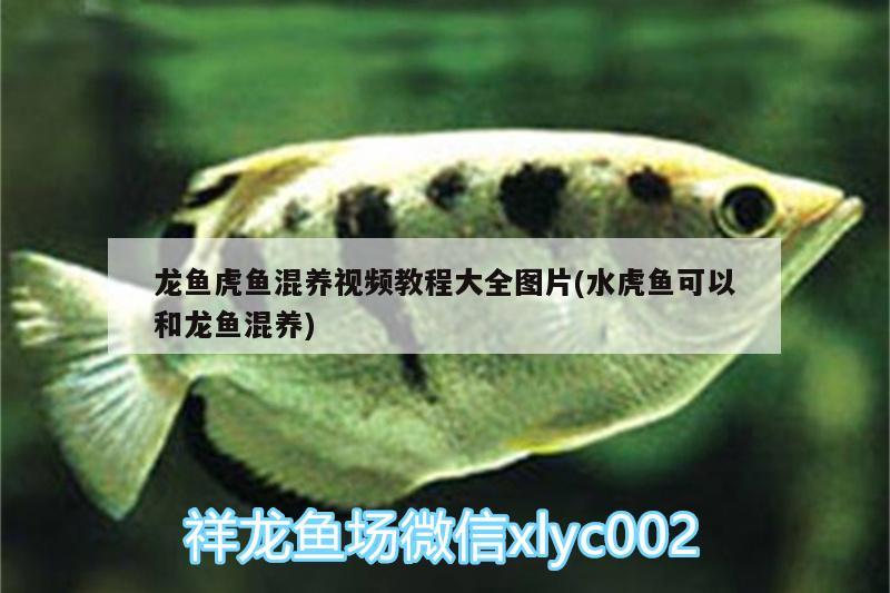 龍魚虎魚混養(yǎng)視頻教程大全圖片(水虎魚可以和龍魚混養(yǎng)) 食人魚（水虎）