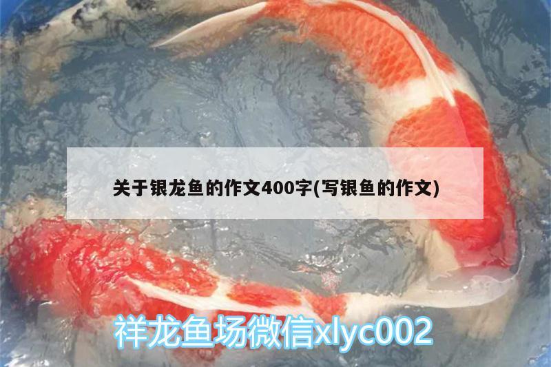 關(guān)于銀龍魚的作文400字(寫銀魚的作文)