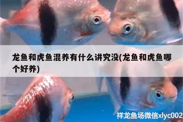 龍魚和虎魚混養(yǎng)有什么講究沒(龍魚和虎魚哪個好養(yǎng))