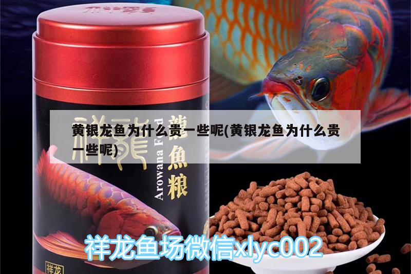 黃銀龍魚為什么貴一些呢(黃銀龍魚為什么貴一些呢) 銀龍魚