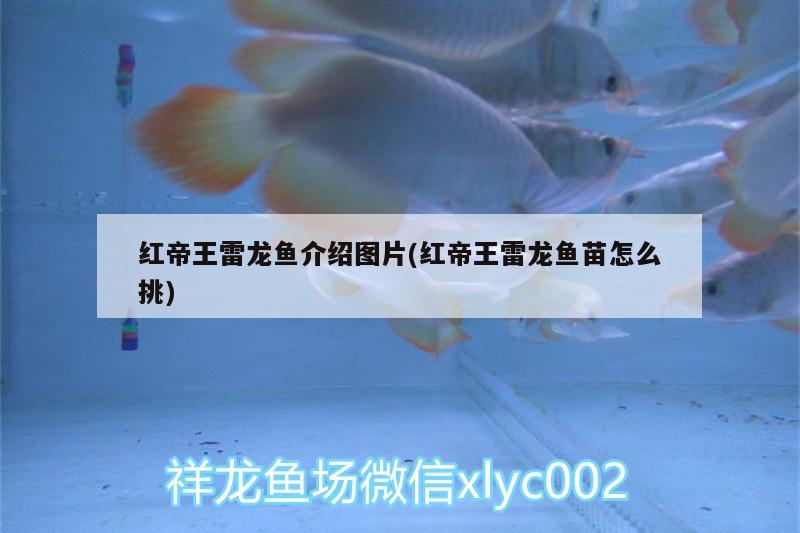 紅帝王雷龍魚介紹圖片(紅帝王雷龍魚苗怎么挑)