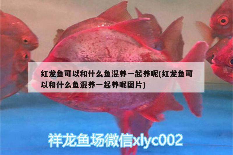 龍魚配虎魚怎么樣養(yǎng)活(龍魚和虎魚怎樣搭配)