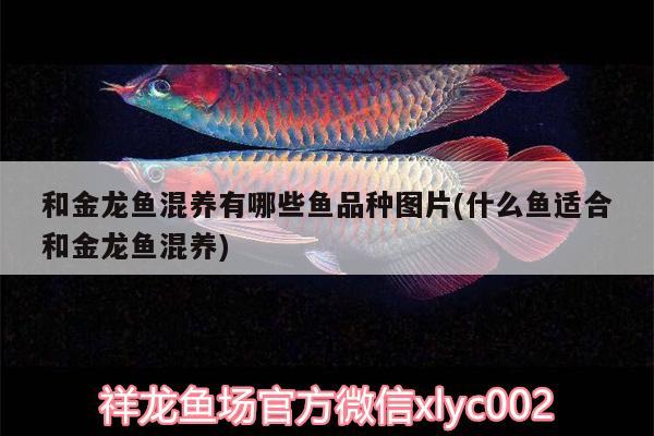 和金龍魚混養(yǎng)有哪些魚品種圖片(什么魚適合和金龍魚混養(yǎng))