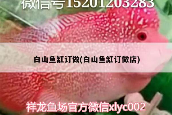 白山魚缸訂做(白山魚缸訂做店) 鴨嘴鯊魚