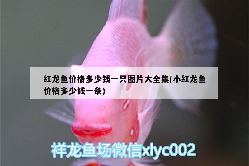 白子銀板咬龍魚(白色銀板魚) 祥龍龍魚專用水族燈