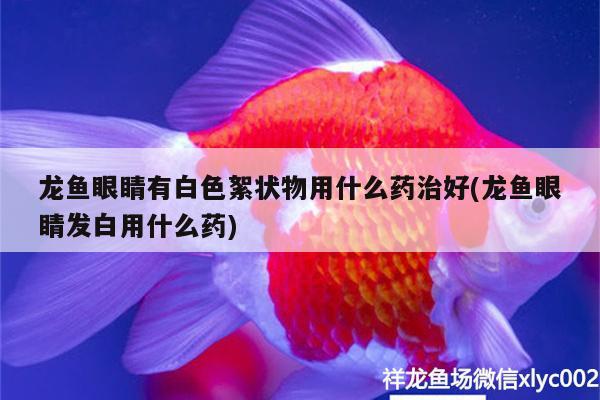 龍魚眼睛有白色絮狀物用什么藥治好(龍魚眼睛發(fā)白用什么藥)