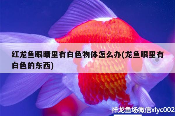 印尼辣椒紅龍魚照片(印度紅龍魚) 黃金達(dá)摩魚 第1張