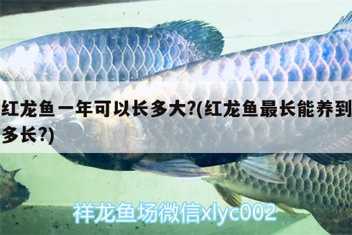 紹興定做魚缸的地方有哪些店：紹興定做魚缸的地方有哪些店 廣州水族批發(fā)市場 第3張