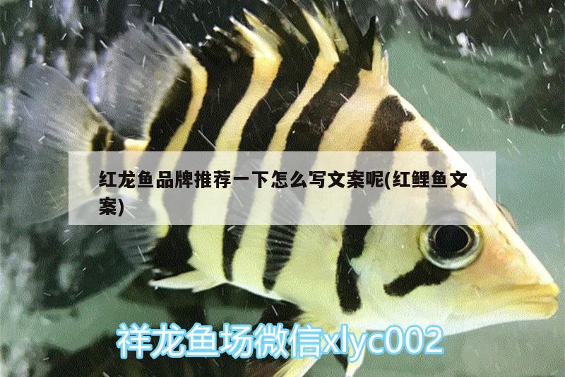 紅龍魚(yú)品牌推薦一下怎么寫(xiě)文案呢(紅鯉魚(yú)文案) 黃金達(dá)摩魚(yú)