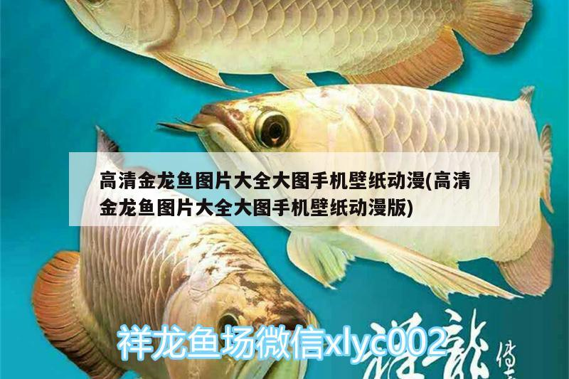 高清金龍魚圖片大全大圖手機壁紙動漫(高清金龍魚圖片大全大圖手機壁紙動漫版)