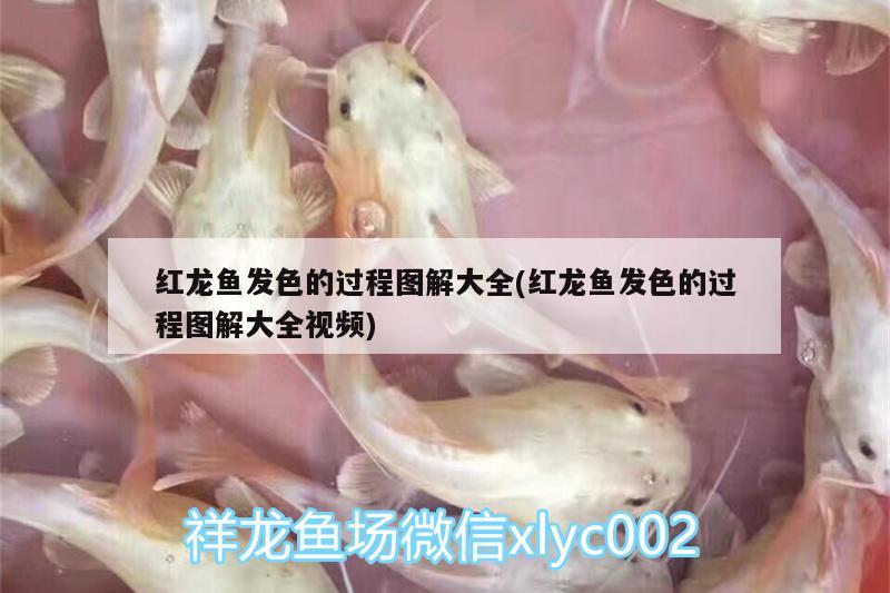 龍魚(yú)好多錢(qián)（最便宜的金龍魚(yú)多少錢(qián)） 稀有金龍魚(yú)