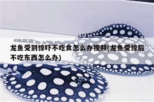 龍魚受到驚嚇不吃食怎么辦視頻(龍魚受驚后不吃東西怎么辦)