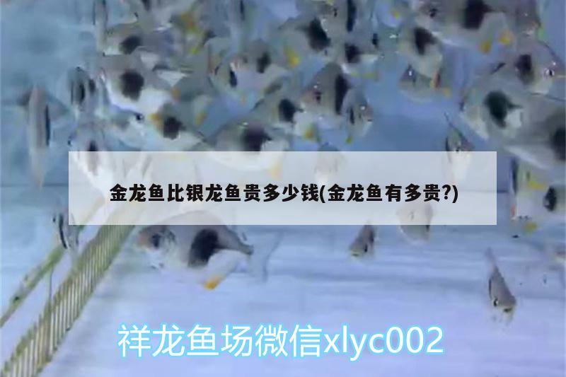 金龍魚比銀龍魚貴多少錢(金龍魚有多貴?)