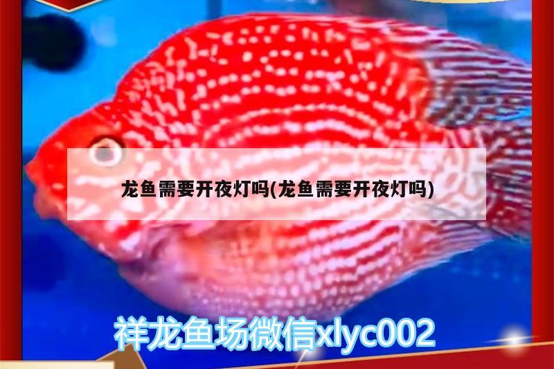 龍魚需要開夜燈嗎(龍魚需要開夜燈嗎) 過背金龍魚