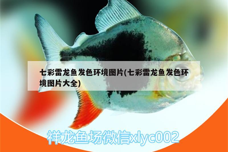 七彩雷龍魚發(fā)色環(huán)境圖片(七彩雷龍魚發(fā)色環(huán)境圖片大全)