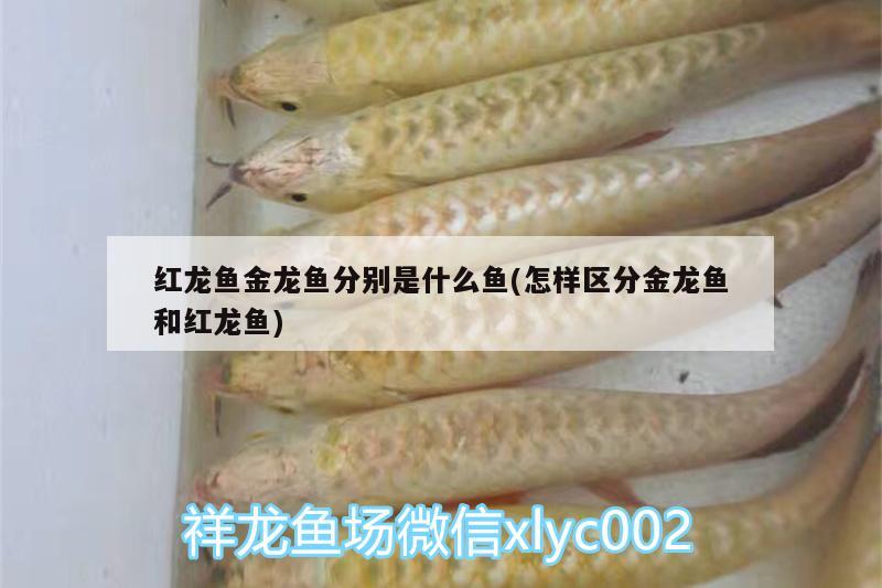 鞍山水族館印尼大湖最新發(fā)布100%實物拍攝境外直發(fā)保證血統(tǒng)和品質(zhì) 哥倫比亞巨暴魚苗 第2張