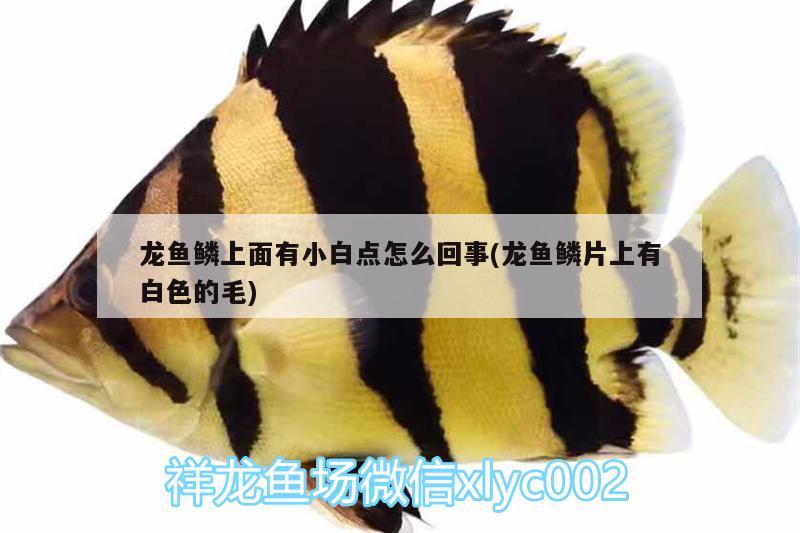 金龍魚(yú)2號(hào)(一號(hào)紅龍魚(yú)) 祥龍傳奇品牌魚(yú)缸