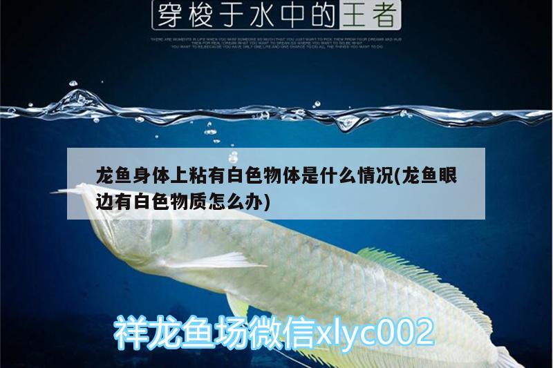 龍魚做檢疫過程中喂食嗎（龍魚做檢疫過程中喂食嗎會死嗎） 觀賞魚 第2張