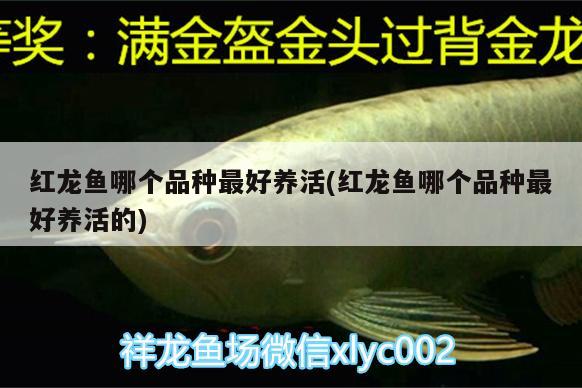 黑桃a和龍魚混養(yǎng)注意事項(xiàng)是什么(黑魚和龍魚混養(yǎng))