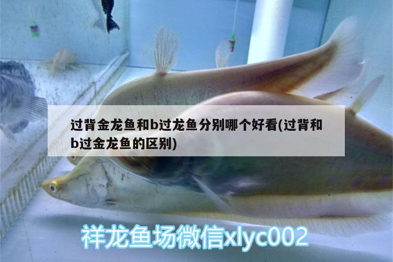 過背金龍魚和b過龍魚分別哪個好看(過背和b過金龍魚的區(qū)別) 過背金龍魚