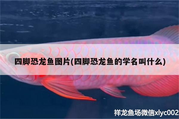 四腳恐龍魚圖片(四腳恐龍魚的學(xué)名叫什么)