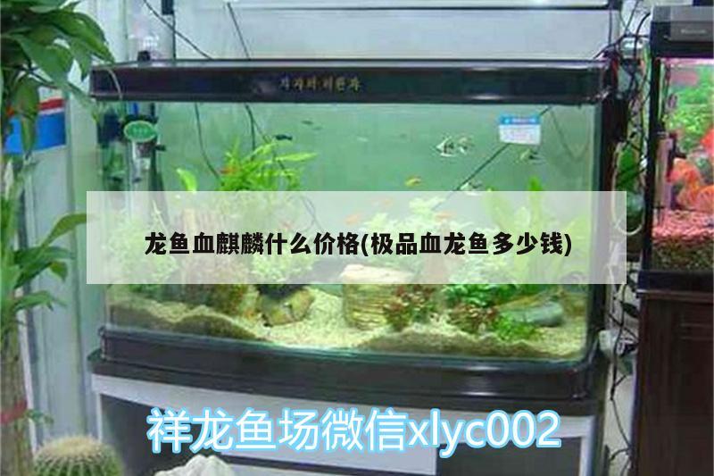 龍魚(yú)血麒麟什么價(jià)格(極品血龍魚(yú)多少錢) 龍魚(yú)百科