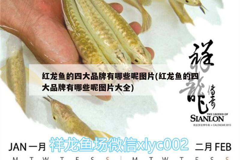 洛陽魚缸批發(fā)電話地址在哪里洛陽魚缸批發(fā)電話地址查詢途徑，洛陽魚缸批發(fā)電話地址在哪里 白化火箭魚 第1張