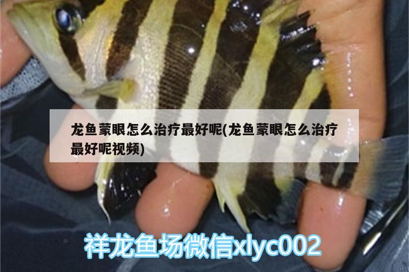 剛出生的珍珠金魚怎么養(yǎng)，剛出生的珍珠金魚怎么養(yǎng)