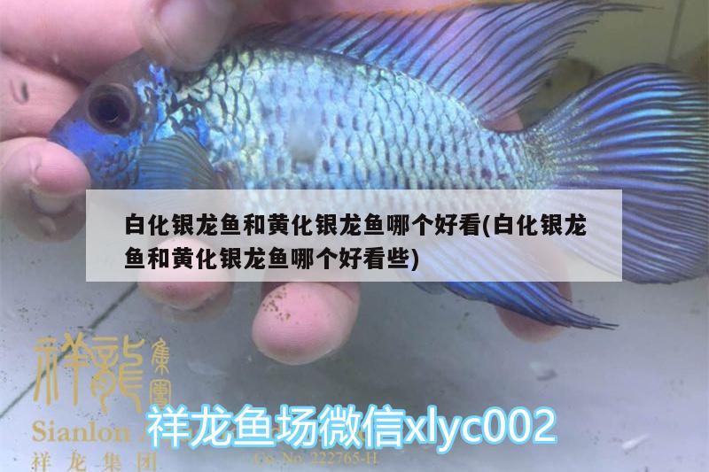 古典羅漢魚（古典羅漢魚喜歡老水還是新水）