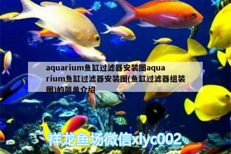 黑金剛紅龍魚（黑金剛紅龍魚圖片大全）