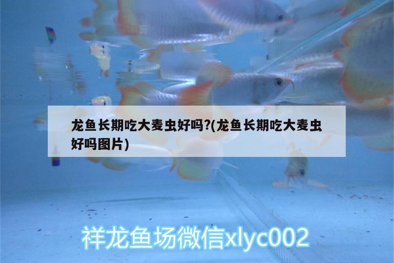 剛出生的珍珠金魚怎么養(yǎng)，剛出生的珍珠金魚怎么養(yǎng)