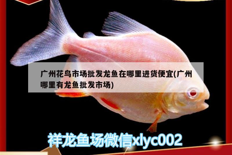 廣州花鳥市場批發(fā)龍魚在哪里進(jìn)貨便宜(廣州哪里有龍魚批發(fā)市場)