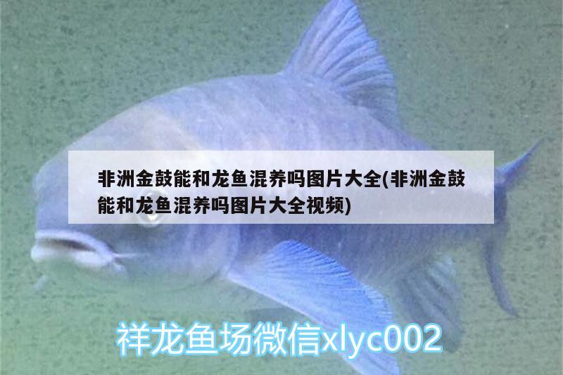 非洲金鼓能和龍魚混養(yǎng)嗎圖片大全(非洲金鼓能和龍魚混養(yǎng)嗎圖片大全視頻) 非洲金鼓魚