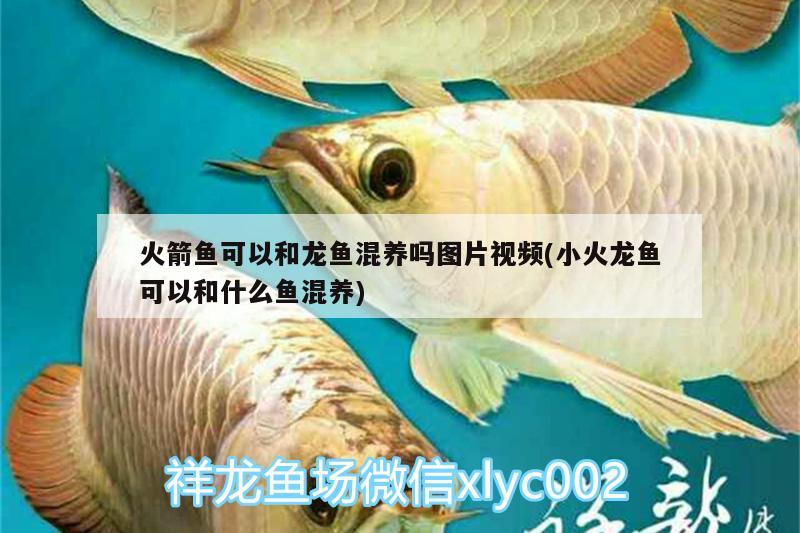 火箭魚可以和龍魚混養(yǎng)嗎圖片視頻(小火龍魚可以和什么魚混養(yǎng))