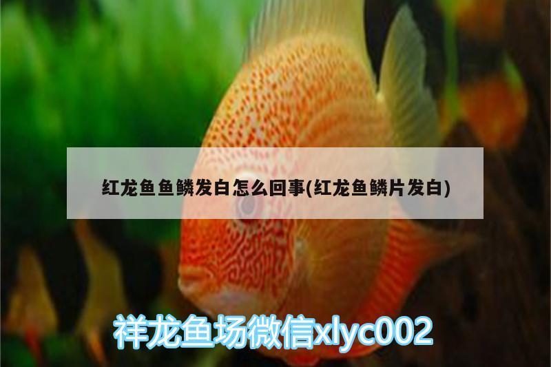 紅龍魚魚鱗發(fā)白怎么回事(紅龍魚鱗片發(fā)白)