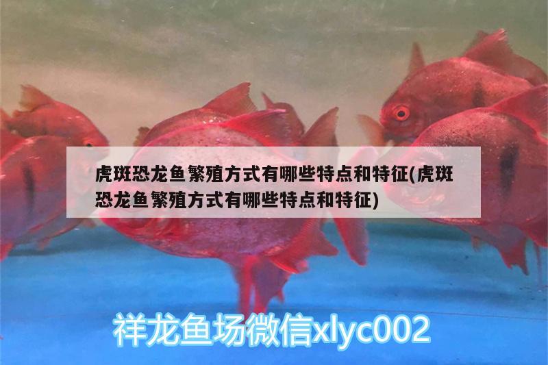 錦州觀賞魚市場便宜稱呼一缸劍沙