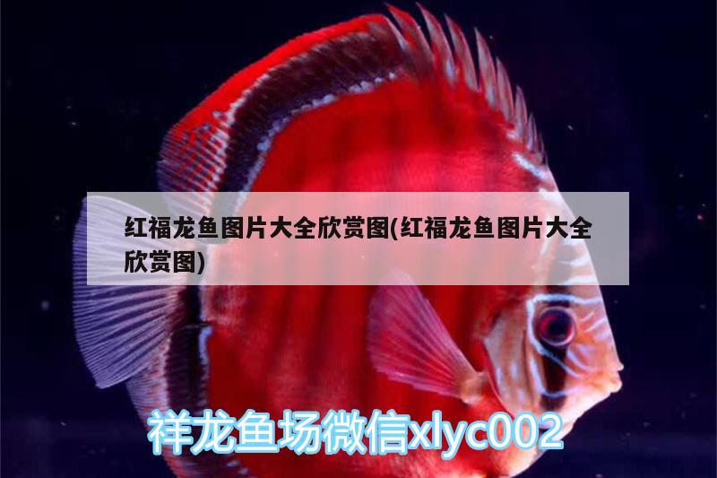 紅福龍魚(yú)圖片大全欣賞圖(紅福龍魚(yú)圖片大全欣賞圖)