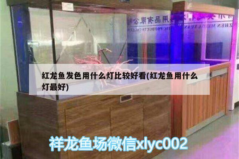 廈門金龍魚經銷商哪個公司最大(金龍魚銷售公司) 過背金龍魚