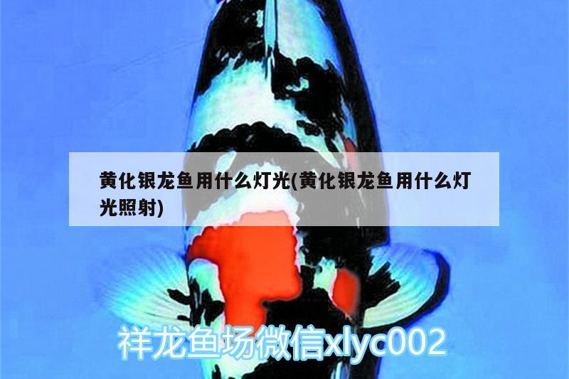 濟南魚缸修理電話號碼查詢電話（濟南定做魚缸在哪里） 其他品牌魚缸 第3張