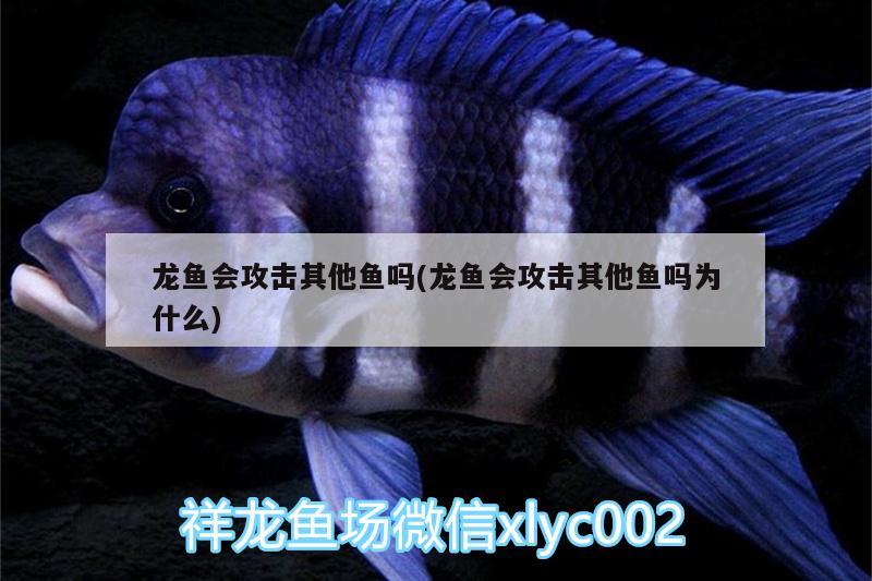 龍魚會攻擊其他魚嗎(龍魚會攻擊其他魚嗎為什么)