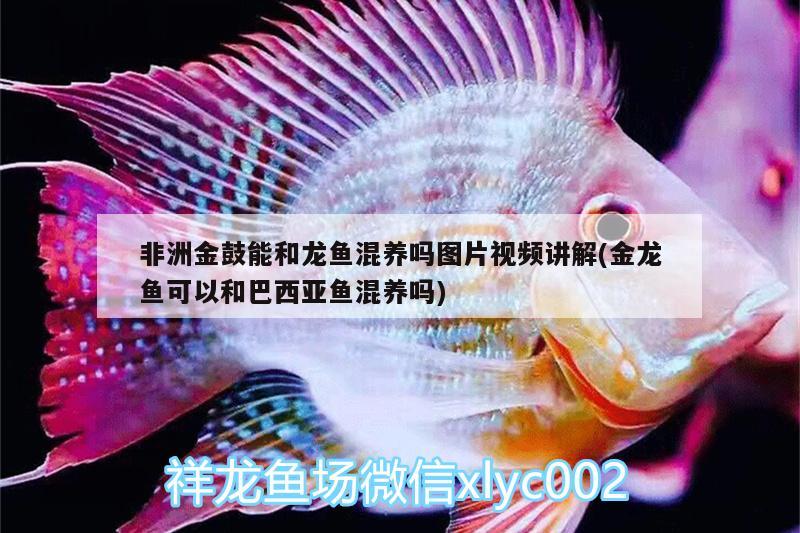 非洲金鼓能和龍魚混養(yǎng)嗎圖片視頻講解(金龍魚可以和巴西亞魚混養(yǎng)嗎)