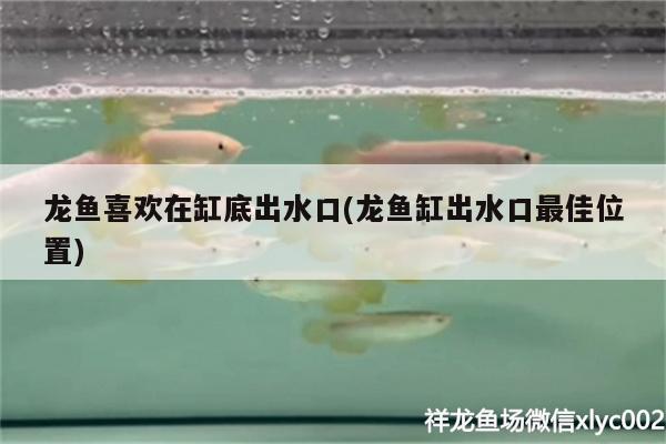 龍魚(yú)喜歡在缸底出水口(龍魚(yú)缸出水口最佳位置)