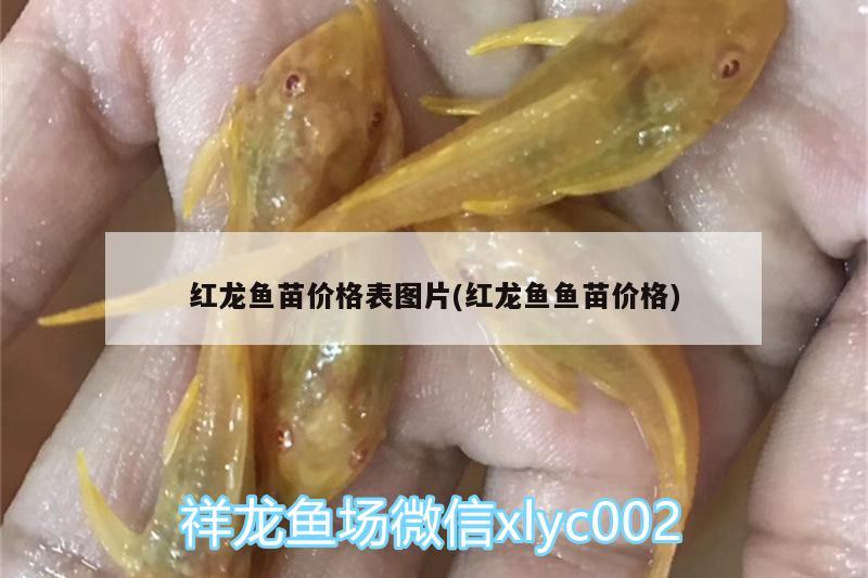 紅龍魚(yú)苗價(jià)格表圖片(紅龍魚(yú)魚(yú)苗價(jià)格) 銀龍魚(yú)苗