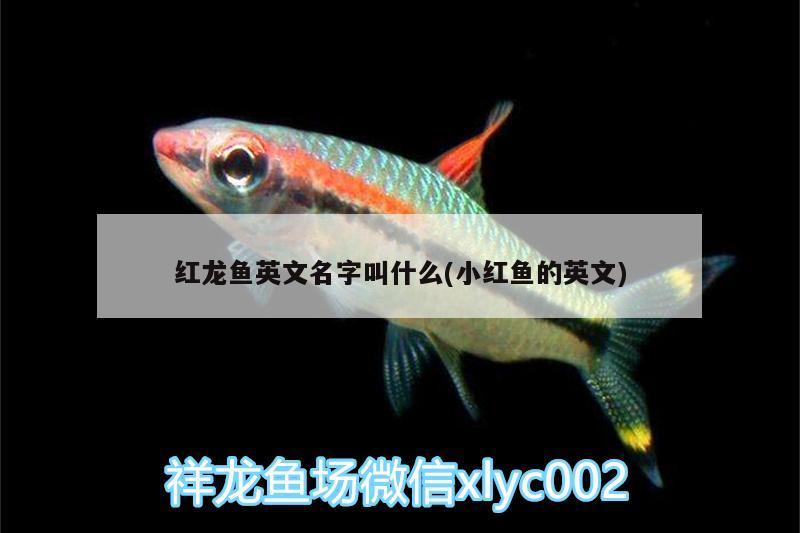 紅龍魚英文名字叫什么(小紅魚的英文)